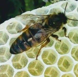 kraliçe arı